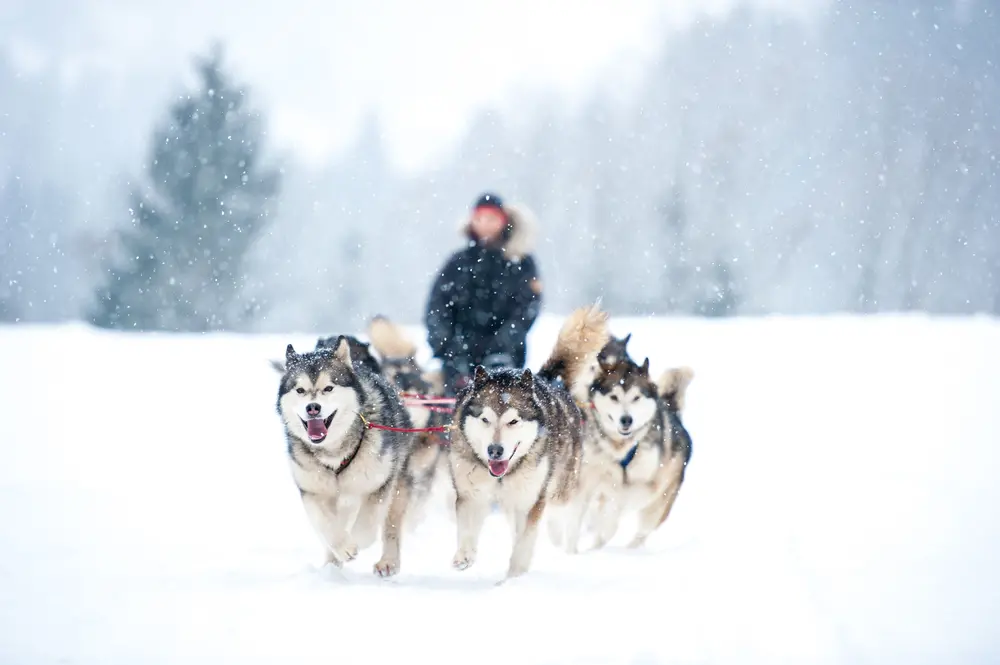 Le slitte trainate dai cani Lucoli